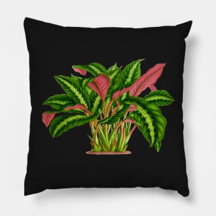 Calathea Warscewiczii botanical illustration Pillow