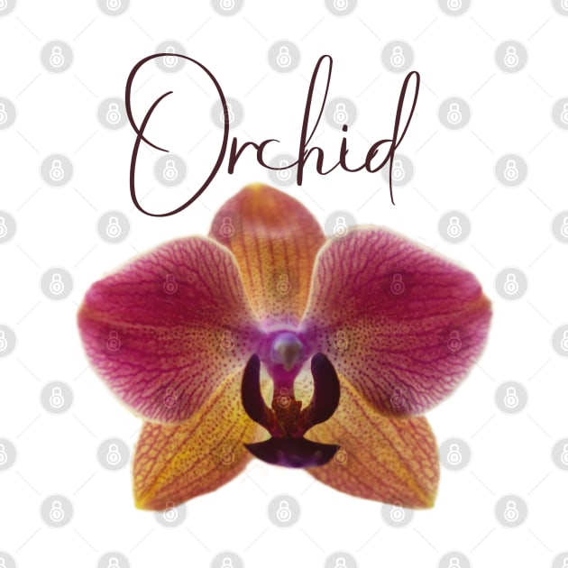 Pink and Yellow Orchid with Red Veins and Text by ArtMorfic