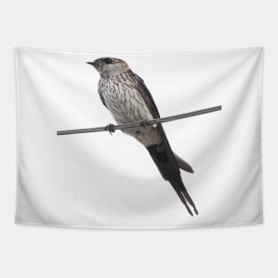 Bird On A Wire Red-Rumped Swallow Vector Art Tapestry