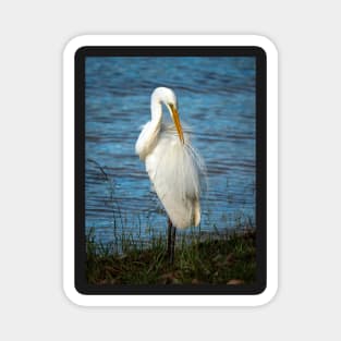 Eastern Great Egret, Maleny, Queensland Magnet