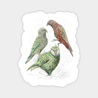 Three native parrots of New Zealand Magnet