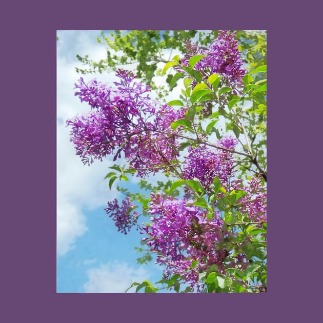 Lilacs on a Sunny Day by SusanSavad