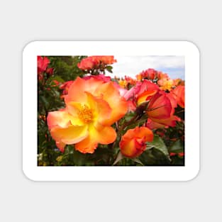 Red Yellow Orange Roses Magnet