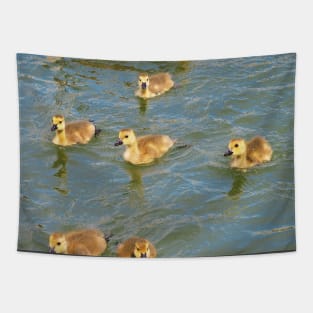 Young Canada Goose Goslings Swimming Together Tapestry