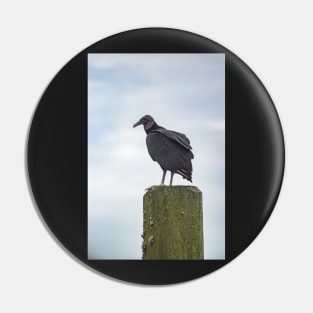 Turkey Vulture of Calabash Pin