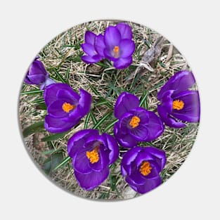 Purple Crocuses Pin