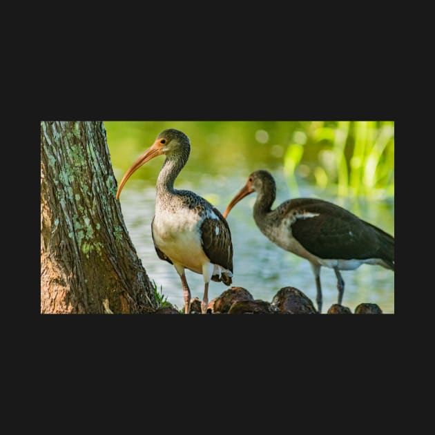 White Ibis by KensLensDesigns