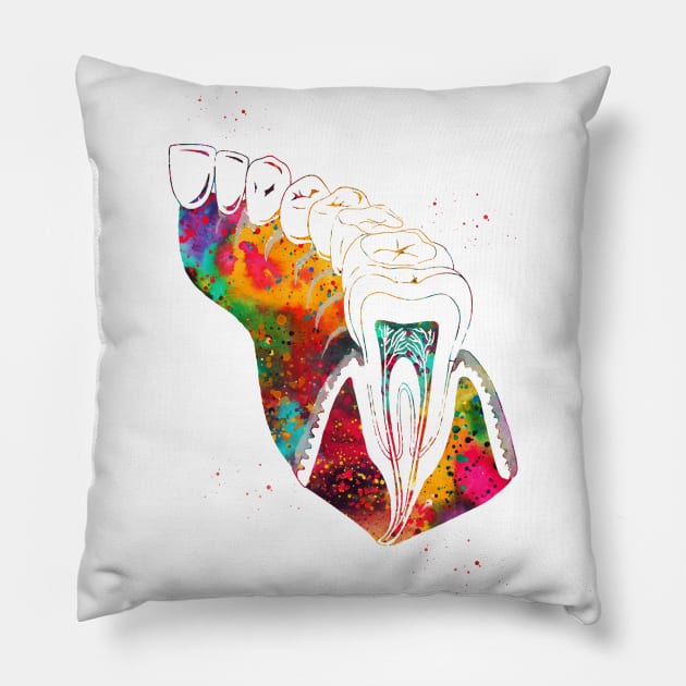 Molar Tooth Section Pillow by erzebeth