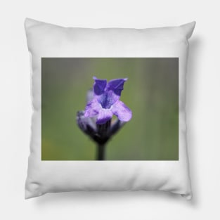 Lavender flower close-up Pillow