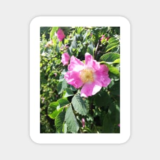 Pink wild rose photograph Magnet