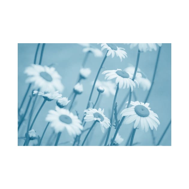 Daisies in Blue #2 by LaurieMinor