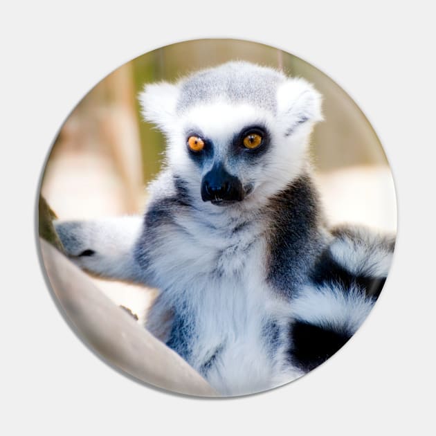 Ring-tailed Lemur Pin by JeanKellyPhoto