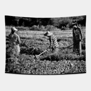 Field work. Myanmar. Tapestry