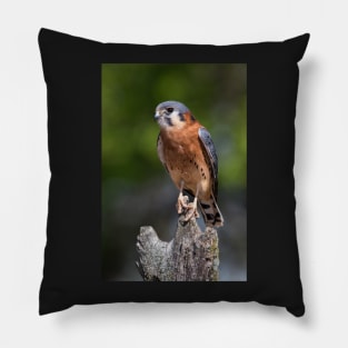 American Kestrel Pillow