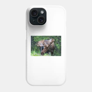 Wild Male Moose with Antlers in Alaska Phone Case