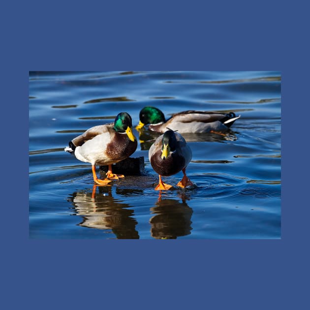 Mallard reflections by Violaman