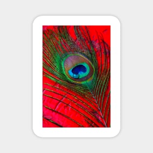 Dew Drop On Peacock Feather On red Table Magnet