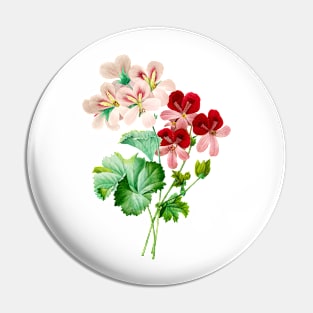 Pelargonium odoratissimum - Botanical Illustration Pin