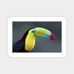 Keel-billed Toucan - Costa Rica Magnet