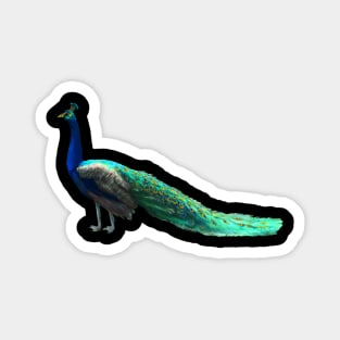 Peacock Magnet