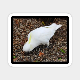 Cockatoo Feeds! Magnet