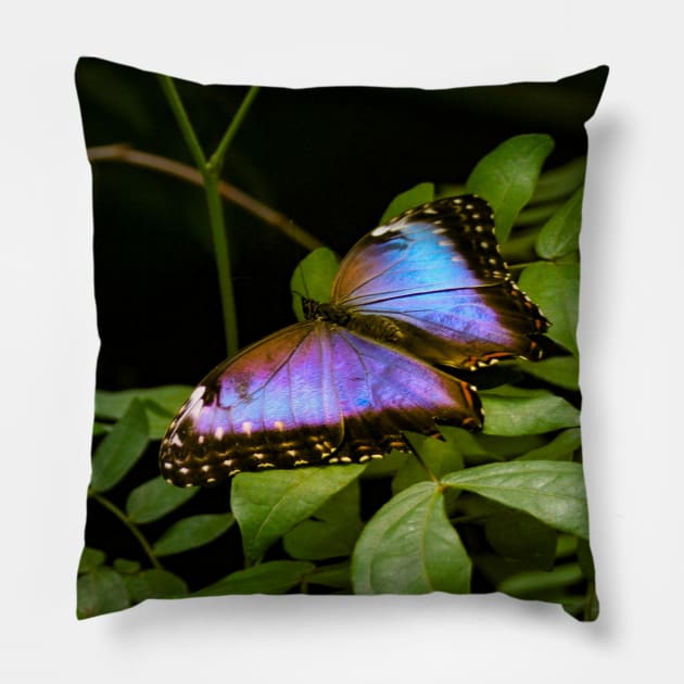 Blue Morpho Butterfly Pillow by Rob Johnson Photography