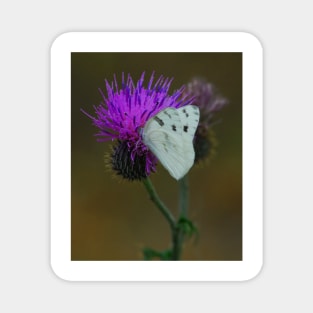 Butterfly Snack Time Magnet