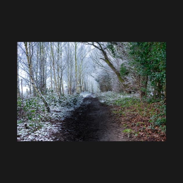 Forest path in winter by stuartchard