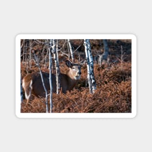White-tailed Deer Magnet