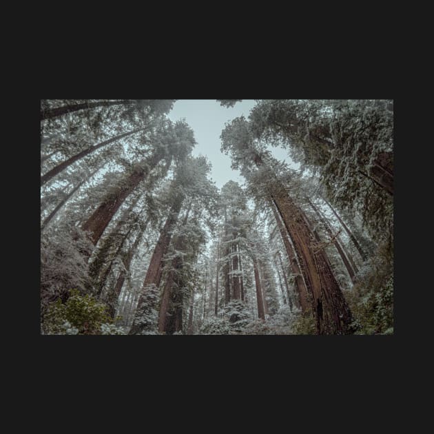 Snow in a Redwood Forest by JeffreySchwartz