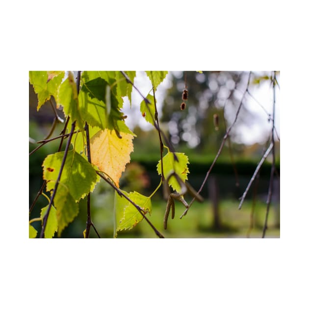 Green and yellow autumn birch leaves by lena-maximova