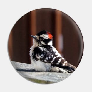 A Downy Woodpecker Sitting On My Deck Pin