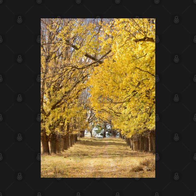 The Long Driveway in Autumn / Fall by clearviewstock