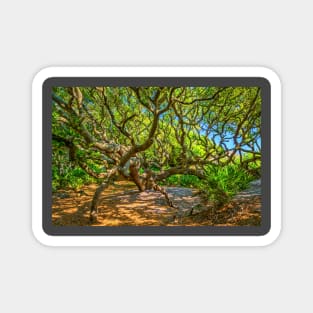 Cumberland Island National Seashore Magnet