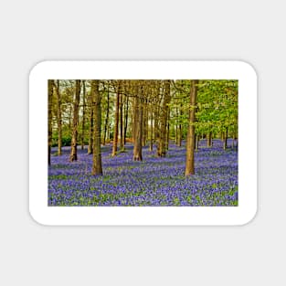 Bluebell Woods Greys Court Oxfordshire UK Magnet