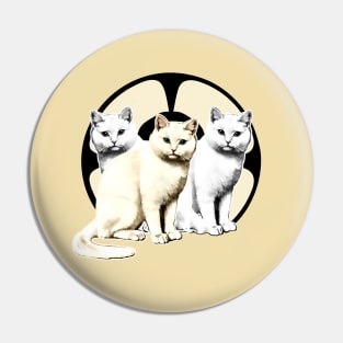 white and gray kittens Pin