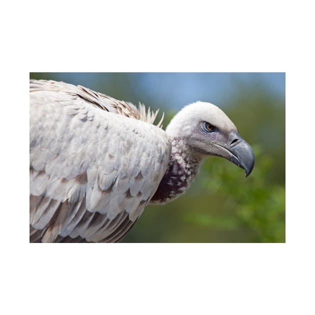 Cape Vulture close-up by Melissa Peltenburg Travel Photography