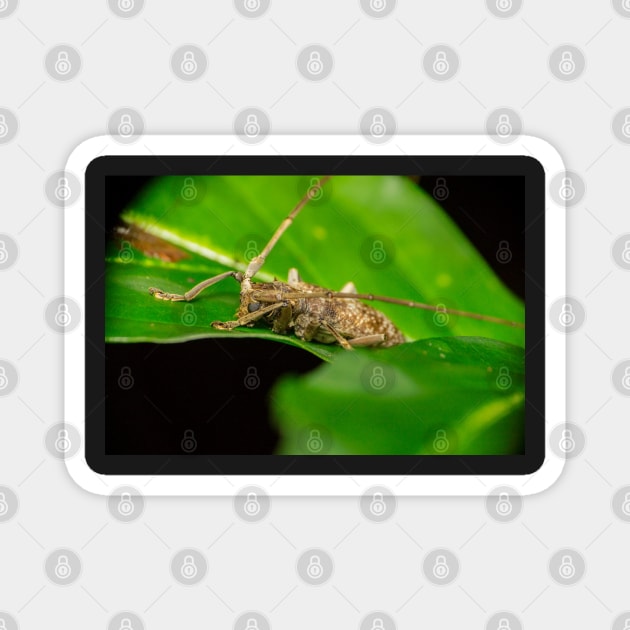 Unique and organic photo of a Longhorn Beetle Magnet by AvonPerception