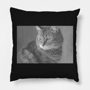 Beautiful Cat Pillow