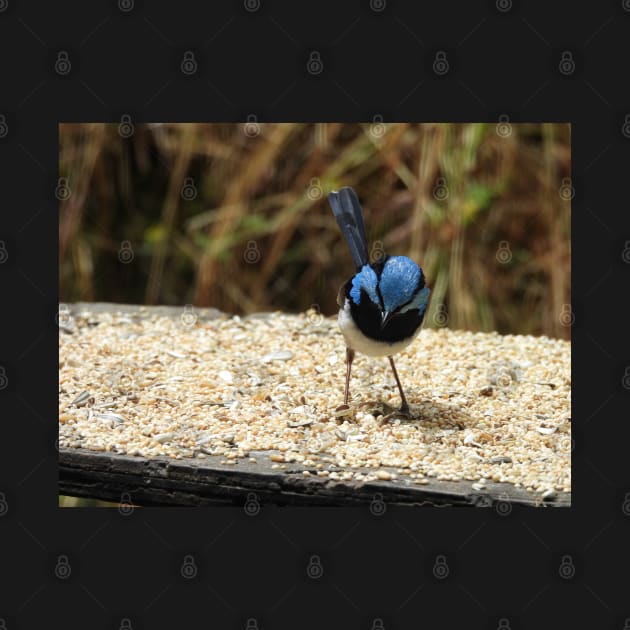 Superb Fairy Wren in Norton Summit 2 by claire-l-page