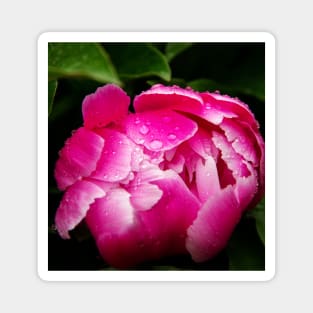 pink peony Magnet