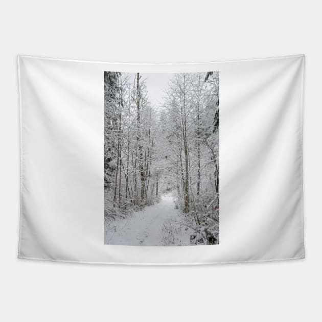 Snow Covered Trees Line The Path Tapestry by KirtTisdale