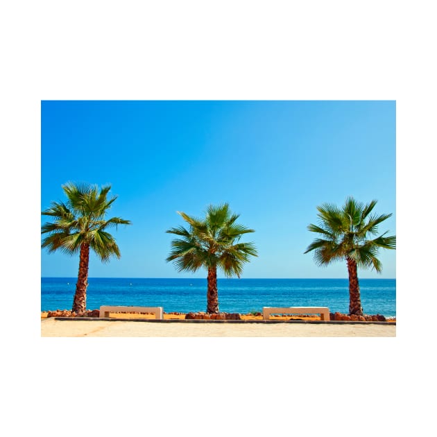 Palm trees Torrox Costa Del Sol Andalusia Costa Spain by AndyEvansPhotos