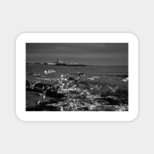 Seagulls feeding amongst the kelp - B&W Magnet