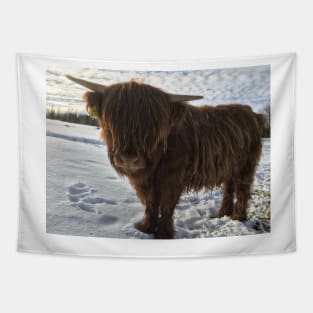 Scottish Highland Cattle Calf 1942 Tapestry