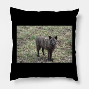 Black Wolf Pillow