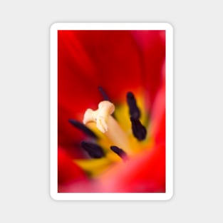 Red tulip Magnet