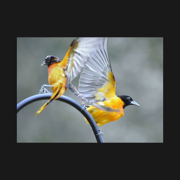 Active Orioles by LaurieMinor