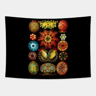 Ascidiacea - Sea Life Tapestry