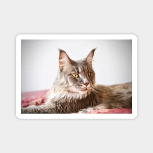 Maine Coon / Swiss Artwork Photography Magnet
